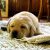 Carpet-room-by-room-pets-400.jpg